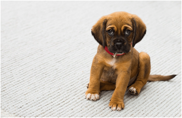 5 Tips To Make Owning a Dog Easier