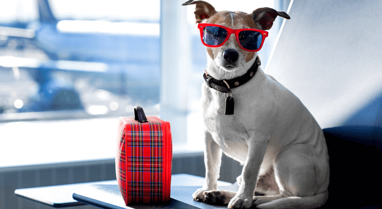 How to prepare for traveling with your dog