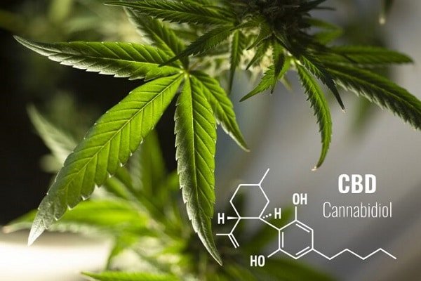 Increase Your Cannabis Company’s Business With SEO!