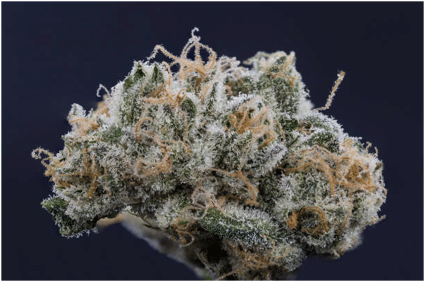 Medicinal Benefits of THCA Flower
