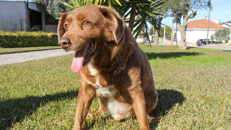 Bobi The World's Oldest Dog Death