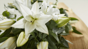 Adina Speedone Death